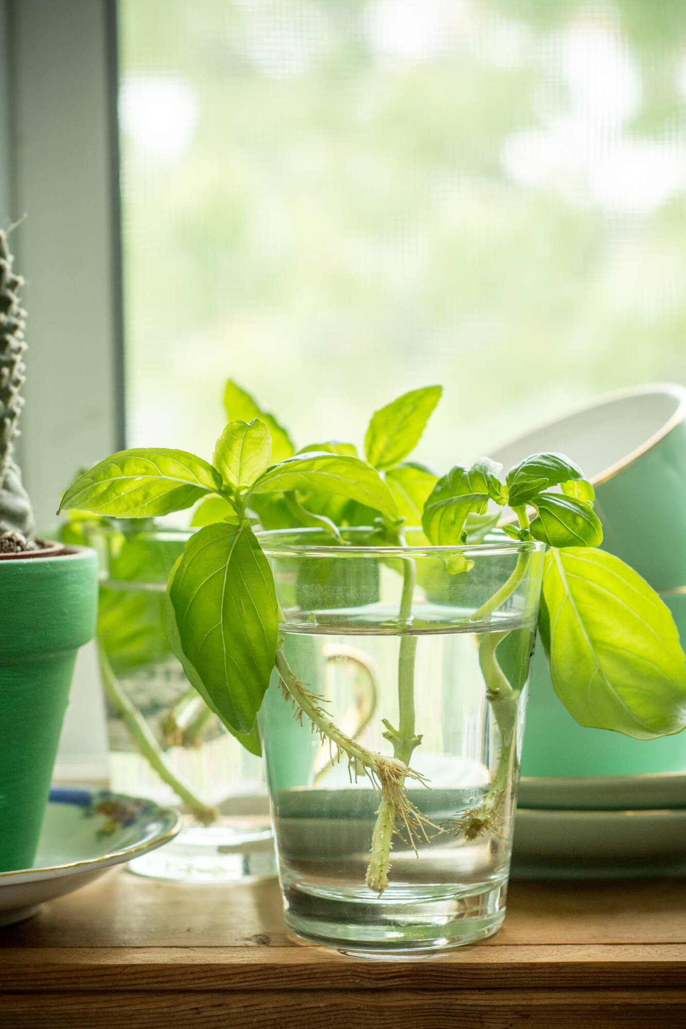 Des herbes fraîches qui ne meurent plus en 48h