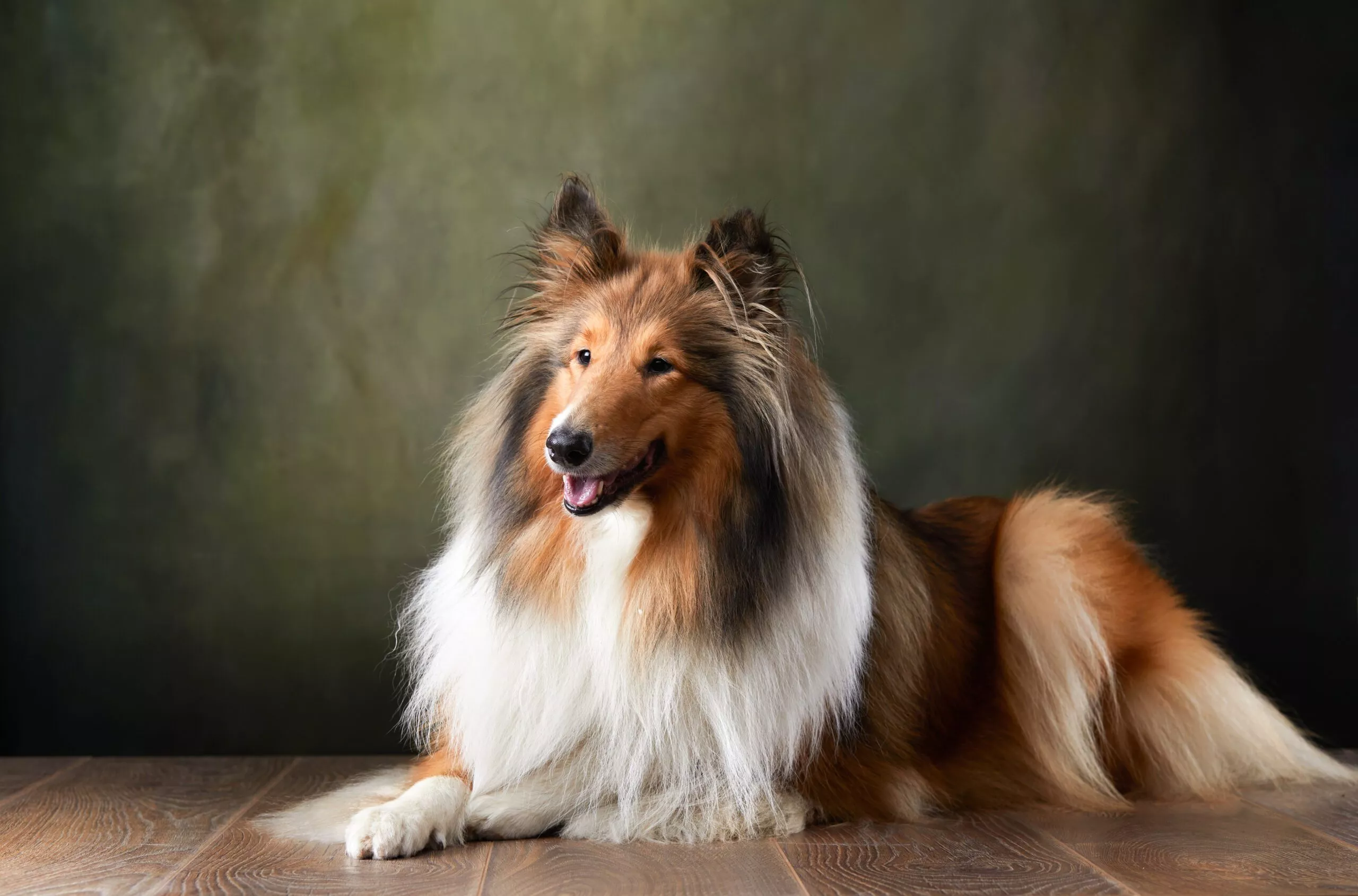 Un pelage brillant sans coiffeur